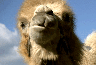 77-chewing-camel.gif.25c35fedbe1c318ff012d79ff818f675.gif