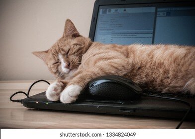 cat-sleeping-on-laptop-260nw-1334824049.jpg.30f7814f4cc93cdd91719f869ff5caa6.jpg